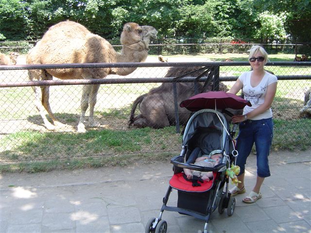 Wielbłądzia rodzina...