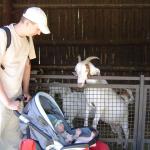 Patrzcie, patrzcie...