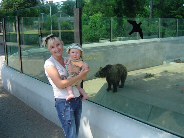 Stary niedźwiedź ...