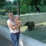 Stary niedźwiedź ...