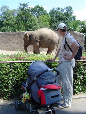 Yyyy, ale Tato, ja widzę tylko krzaki...