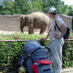 Yyyy, ale Tato, ja widzę tylko krzaki...