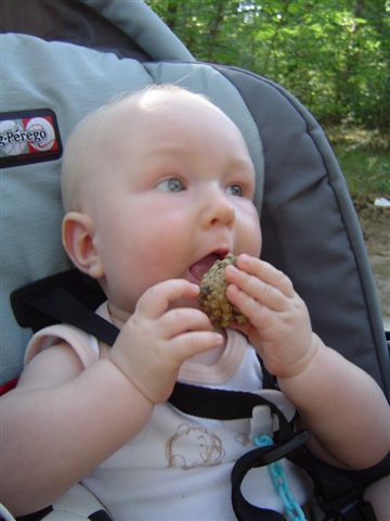 Jedzenie szyszek  spowoduje, że...